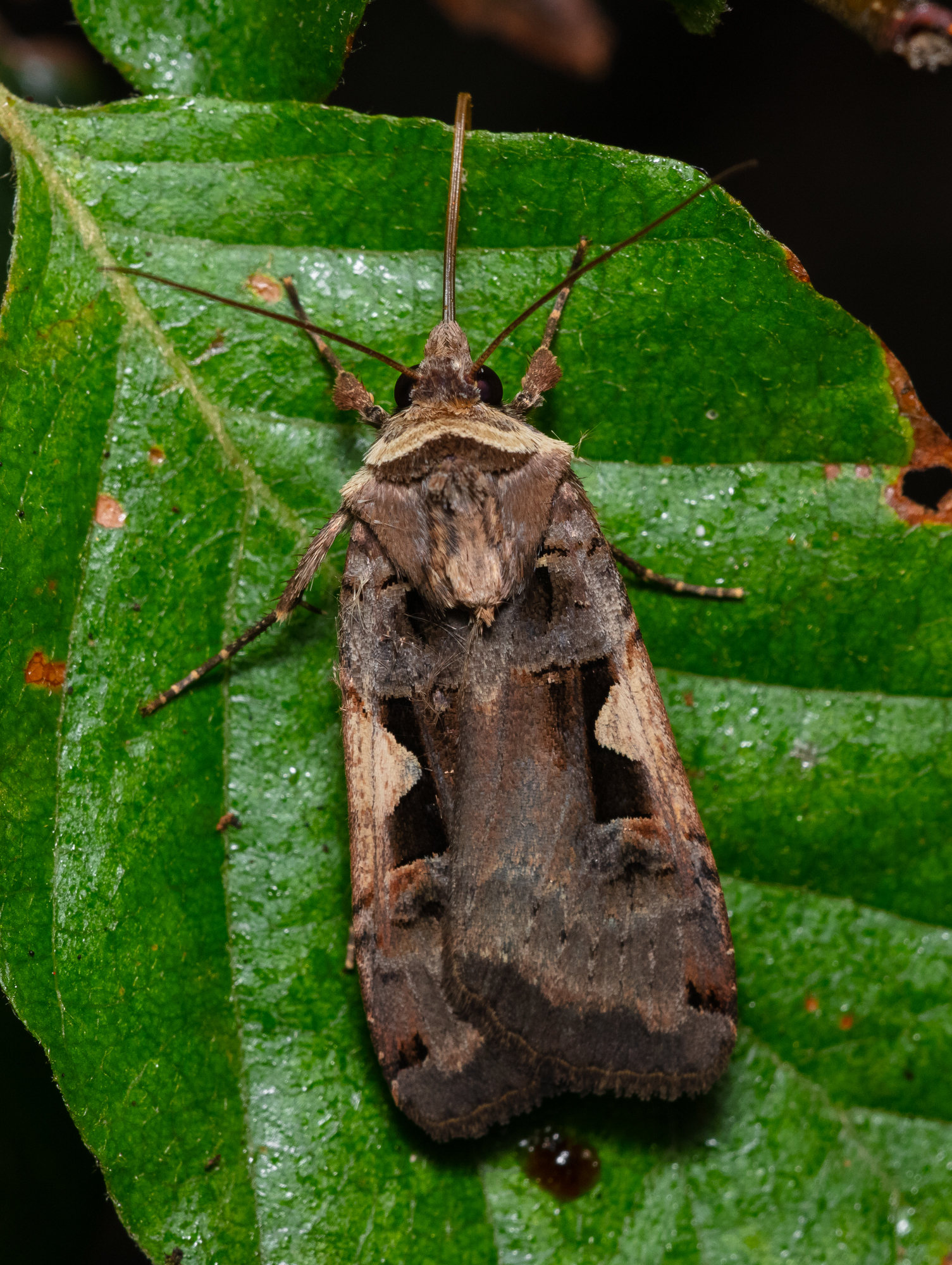 Xestia c-nigrum - c-betűs fűbagoly