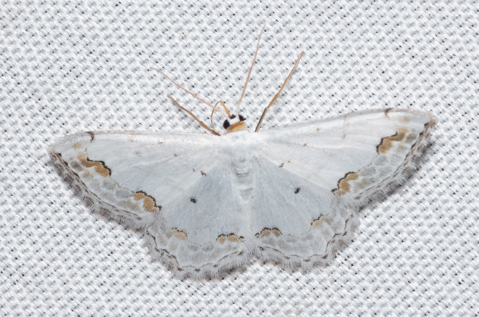 Scopula ornata - díszes fehéraraszoló