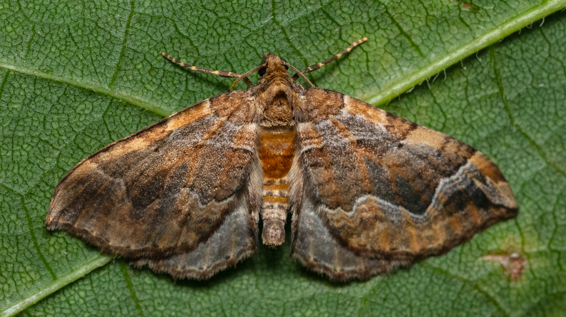 Pelurga comitata - nagy tarkaaraszoló
