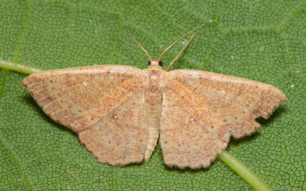 Cyclophora ruficiliaria - vörösrojtú pettyesaraszoló