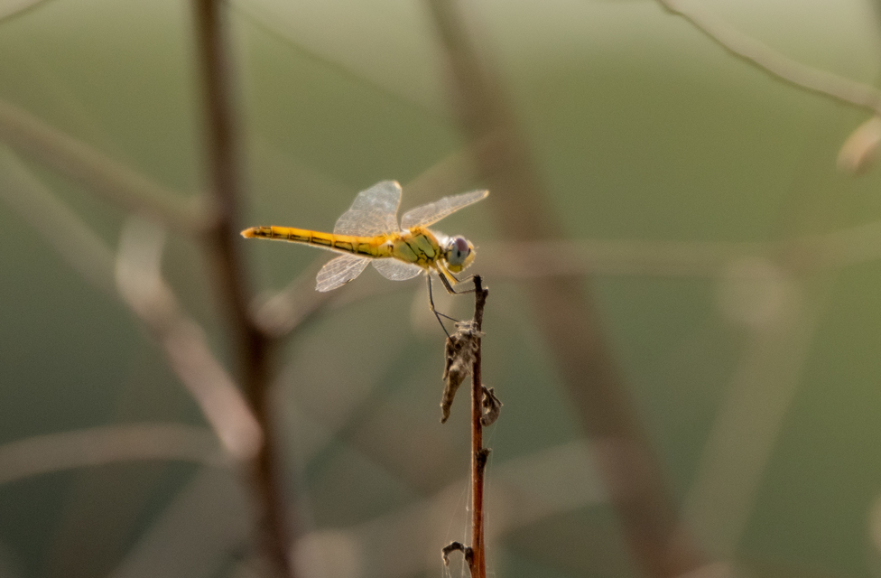 Sympetrum fonscolombii - vándor katona-szitakötő