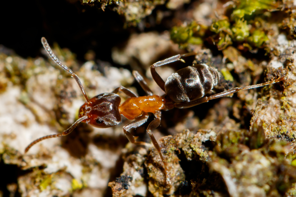 Liometopum microcephalum - tölgyfahangya