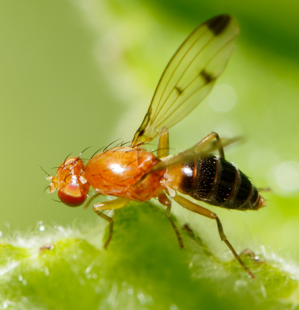 Geomyza