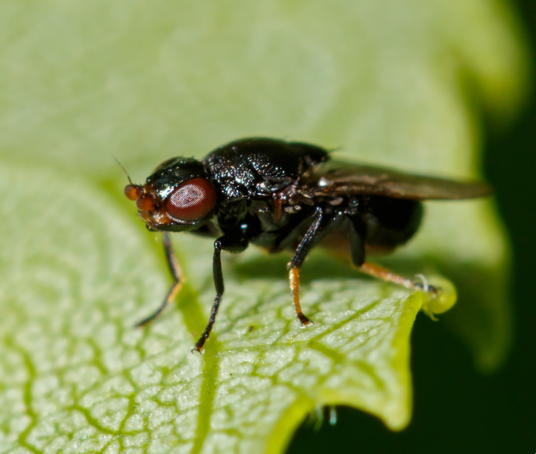 Chloropidae - gabonalegyek