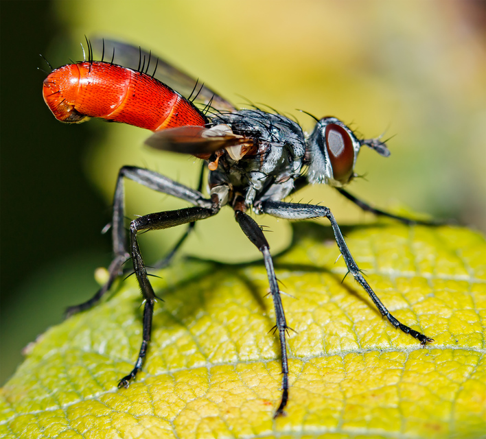 Cylindromyia bicolor