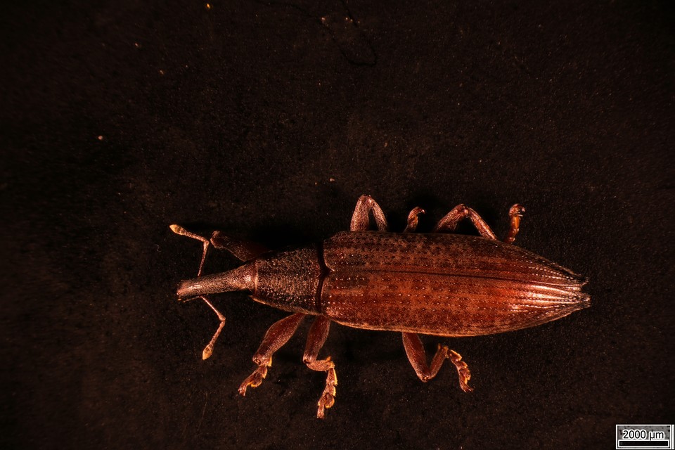Lixus iridis - bürökfúró dudvabarkó