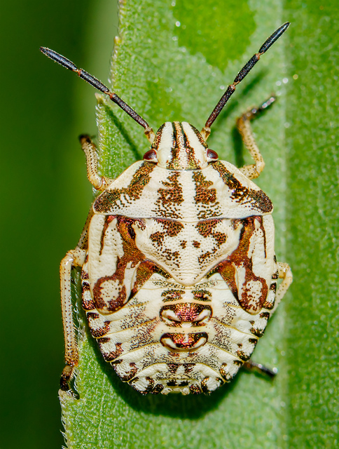 Carpocoris