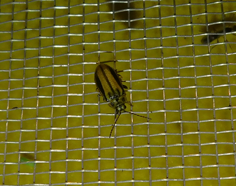Xanthogalerucella luteola - szilfa-olajosbogár