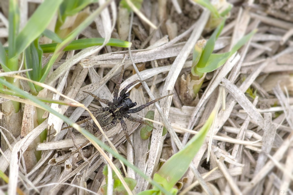 Pardosa