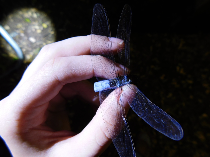 Orthetrum coerulescens - karcsú pásztorszitakötő