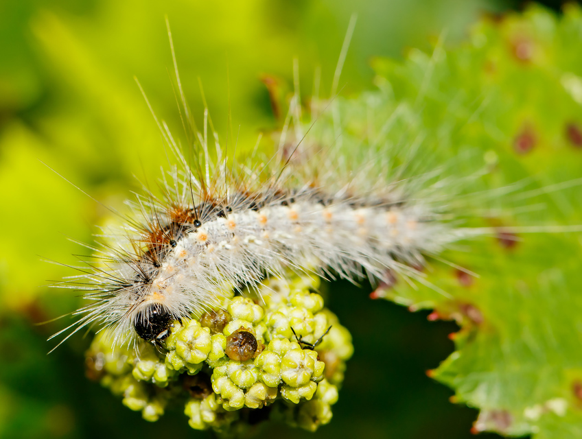 Hyphantria cunea - amerikai fehér medvelepke