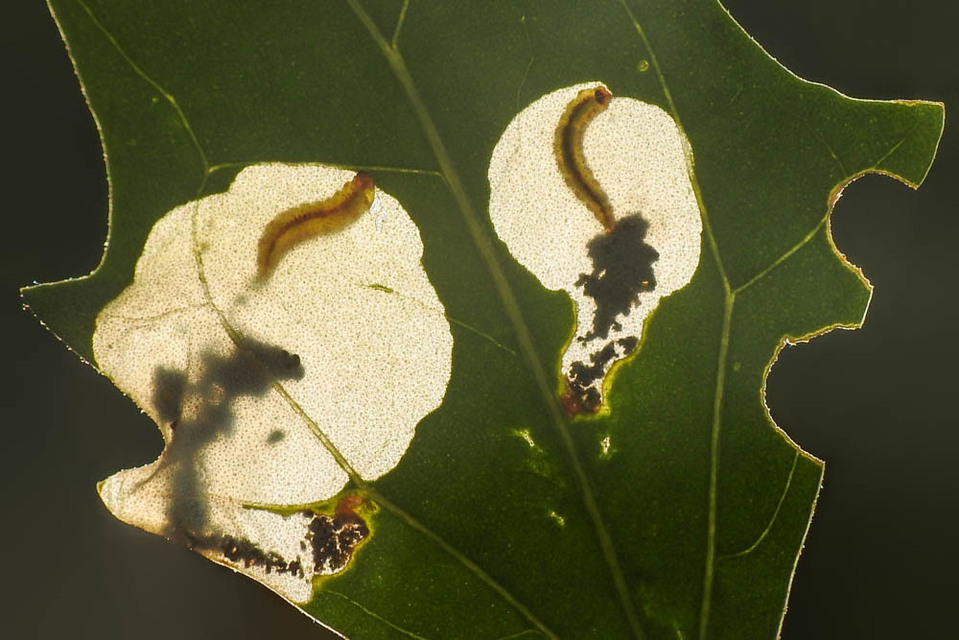 Chrysoesthia sexguttella - aranyfoltos sarlósmoly