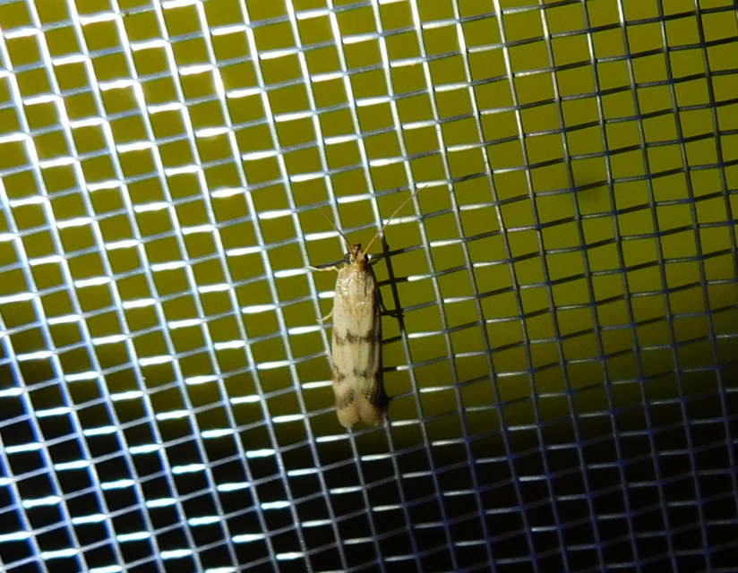 Homoeosoma sinuella - agyagsárga karcsúmoly