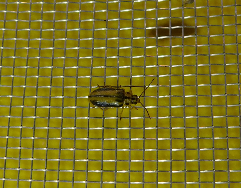 Xanthogalerucella luteola - szilfa-olajosbogár