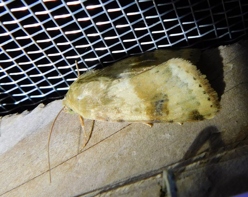 Heliothis viriplaca - mácsonyabagoly