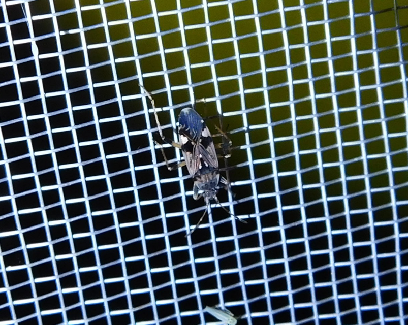 Beosus maritimus - homoki bodobács