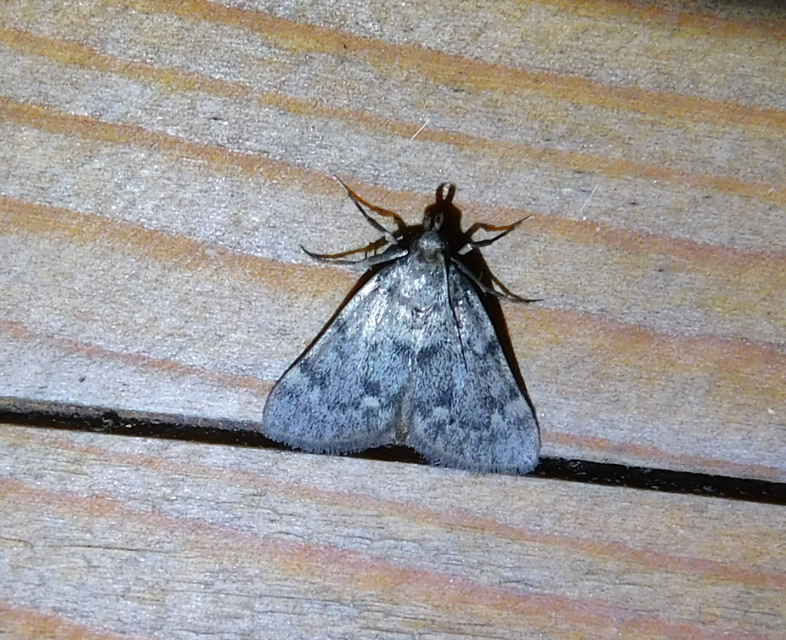 Aglossa pinguinalis - zsiradékmoly