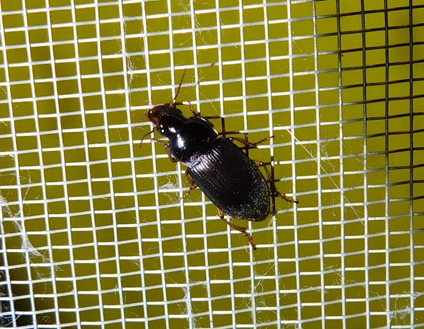 Harpalus griseus - kis selymesfutó