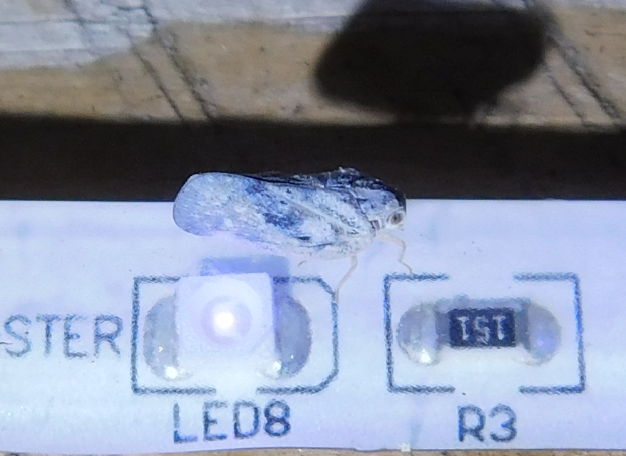 Metcalfa pruinosa - amerikai lepkekabóca