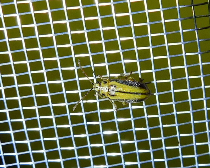 Xanthogalerucella luteola - szilfa-olajosbogár