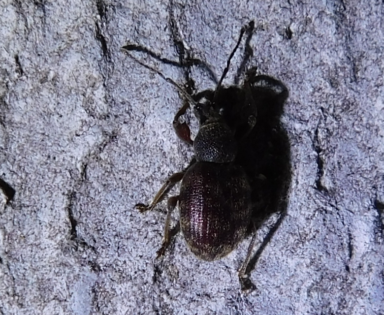 Otiorhynchus smreczynskii - zömök gyalogormányos