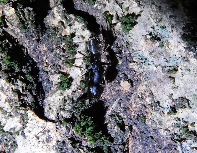 Camponotus vagus - fekete lóhangya