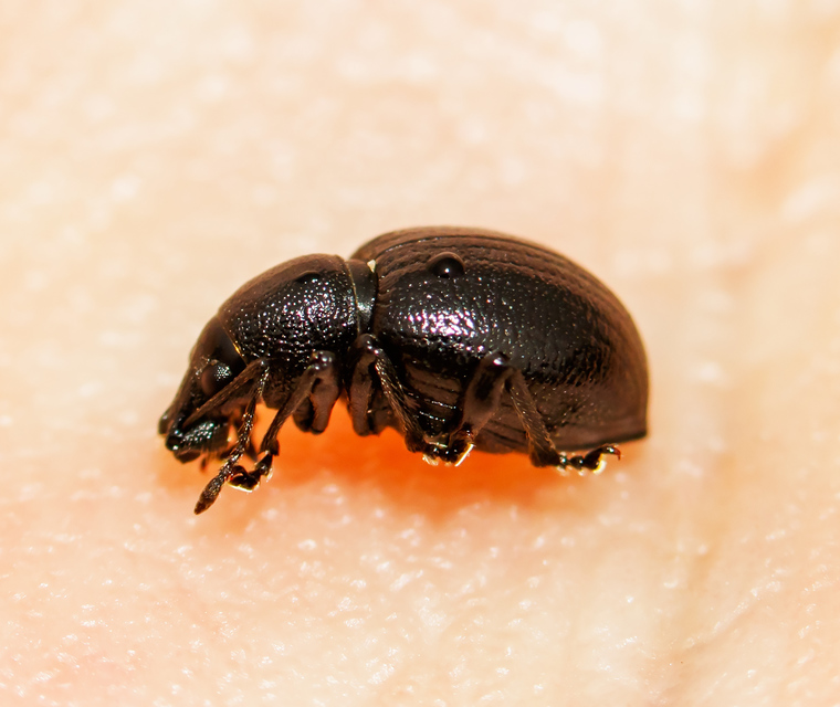 Otiorhynchus lirus - fényes gyalogormányos