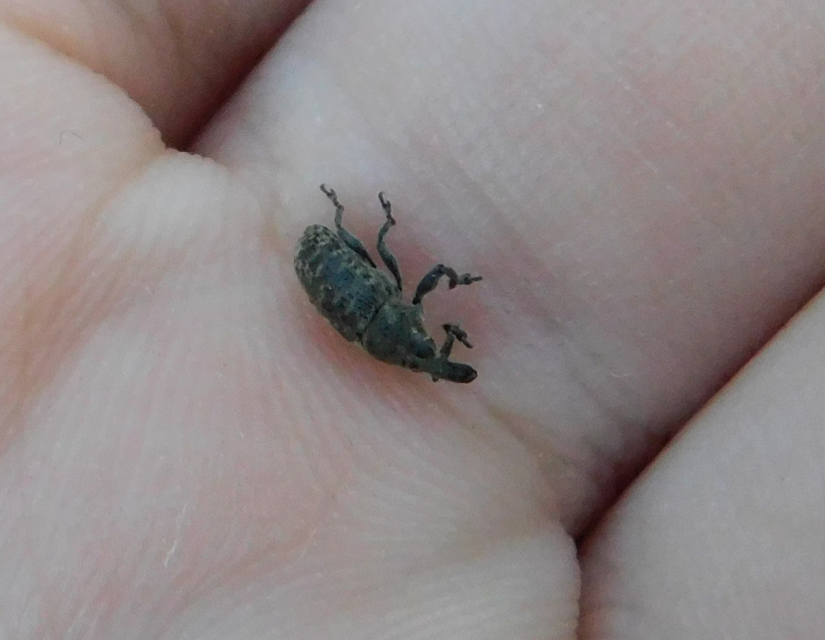 Larinus carlinae - foltos púderbarkó