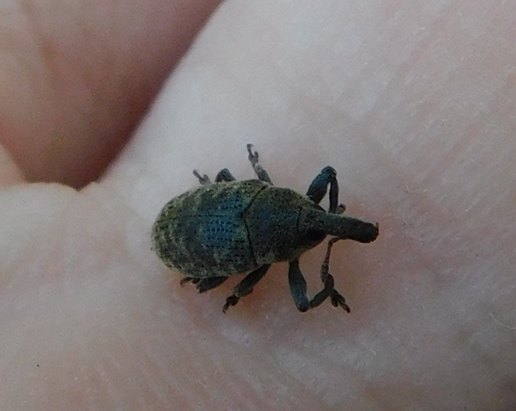 Larinus carlinae - foltos púderbarkó