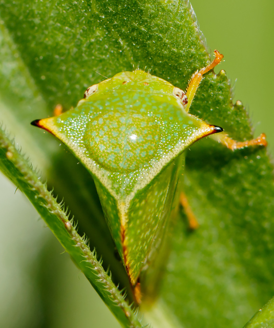Stictocephala bisonia - bivalykabóca