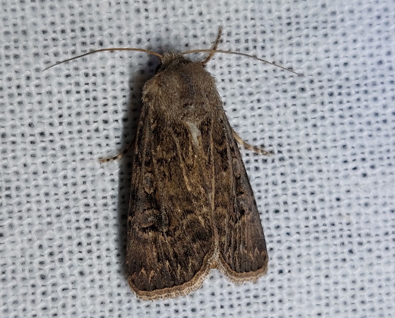 Agrotis bigramma - kétjegyű földibagoly