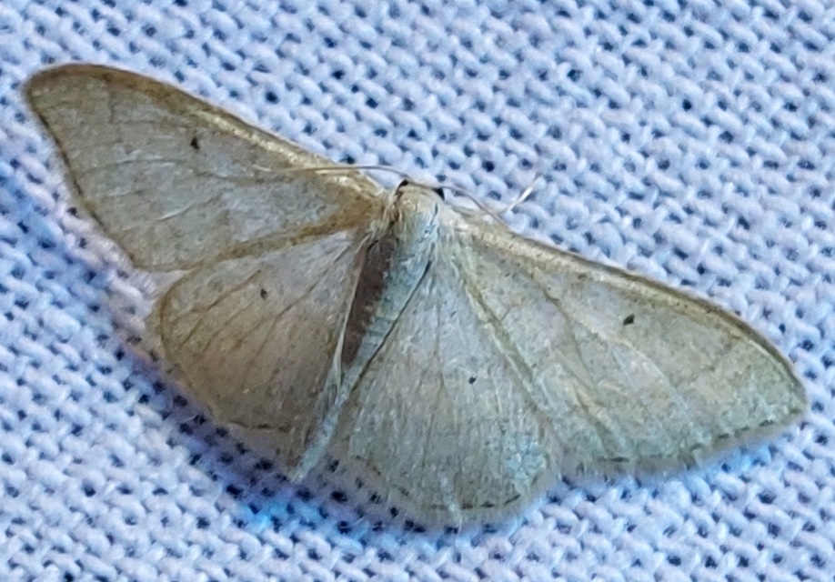 Idaea straminata - szalmasárga sávosaraszoló