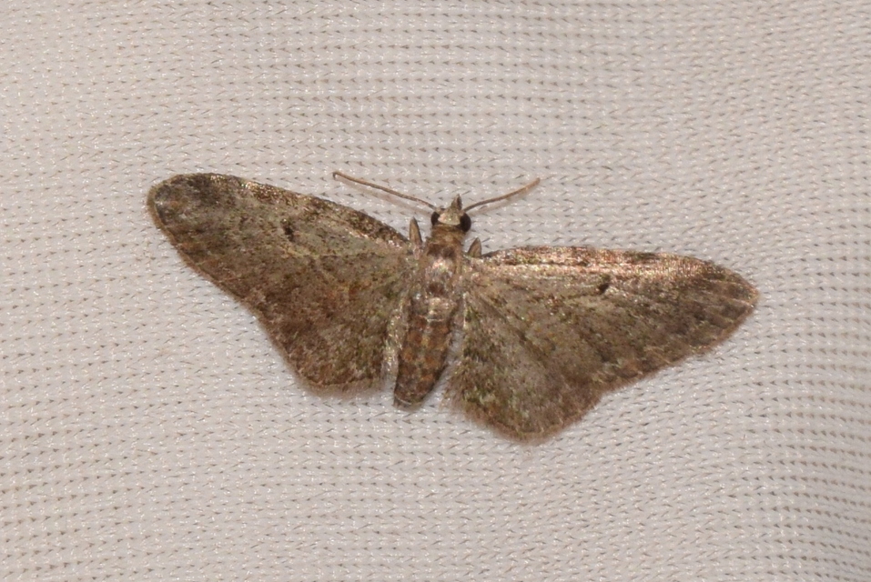 Eupithecia tenuiata - sötétszegélyű törpearaszoló