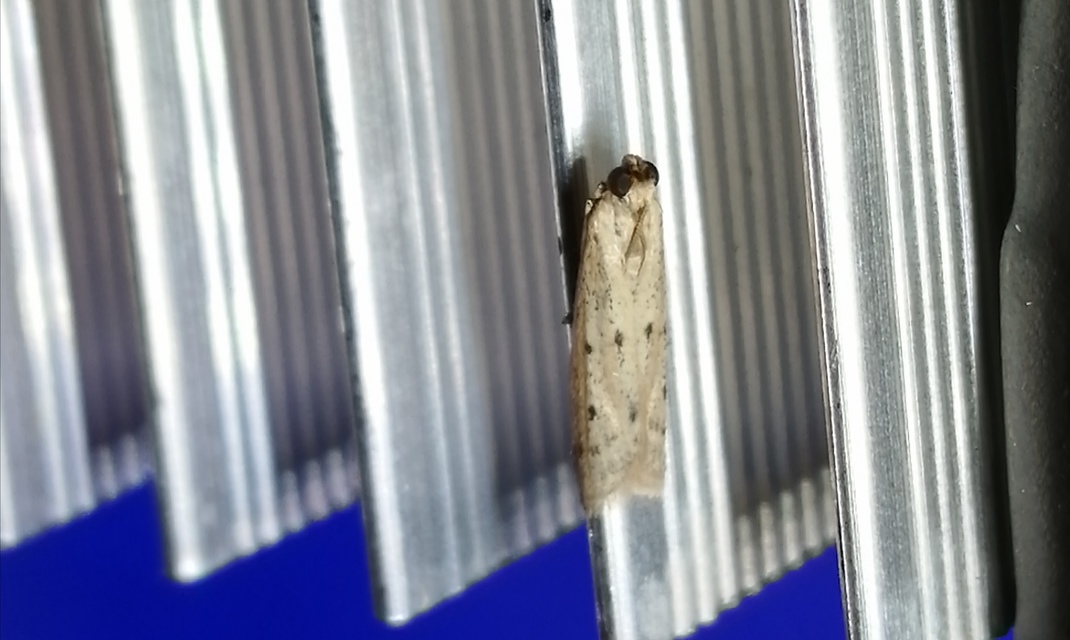 Homoeosoma nebulella - napraforgómoly
