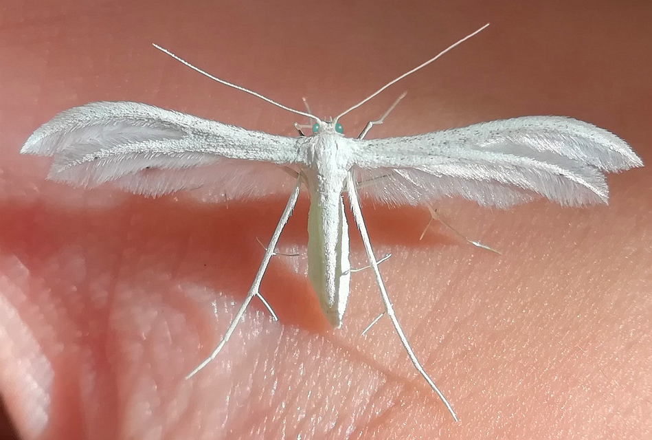Pterophoridae - tollasmolyfélék
