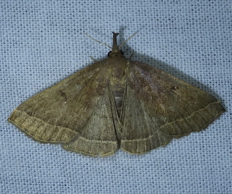 Pechipogo plumigeralis - tollascsápú karcsúbagoly