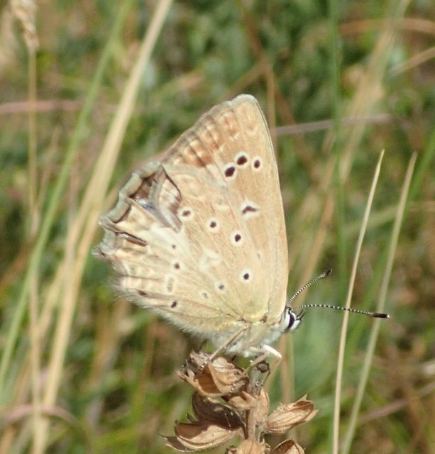 Polyommatus daphnis - csipkés boglárka