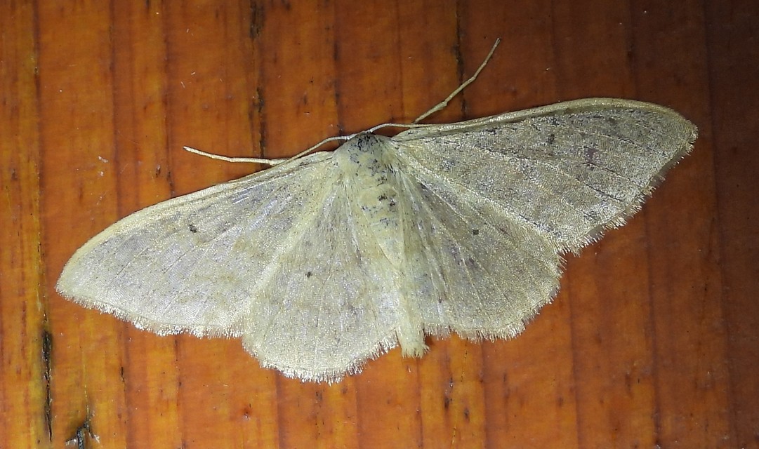 Idaea straminata - szalmasárga sávosaraszoló