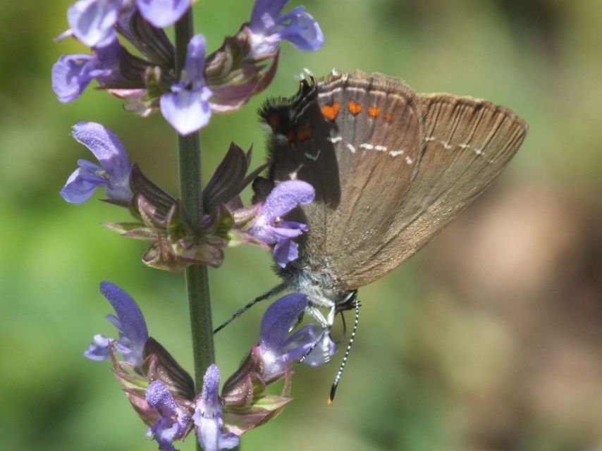 Satyrium ilicis - tölgyfa-csücsköslepke