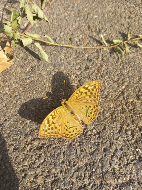 Argynnis pandora - zöldes gyöngyházlepke