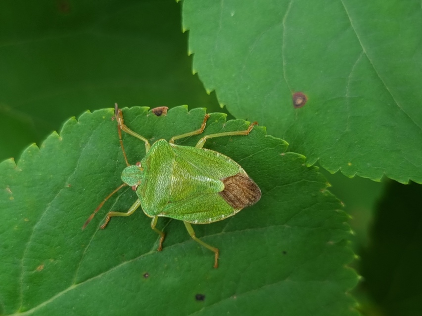 Palomena prasina - zöld bogyómászó-poloska Palomena prasina - zöld bogyómászó-poloska