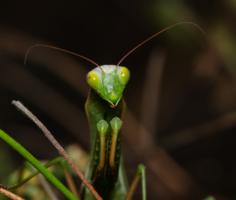 Mantis religiosa - imádkozósáska