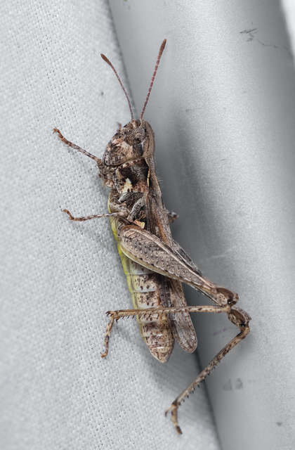 Myrmeleotettix antennatus - homoki bunkóscsápúsáska