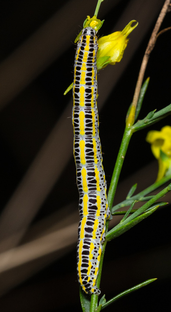 Calophasia lunula - gyújtoványfű-apróbagoly