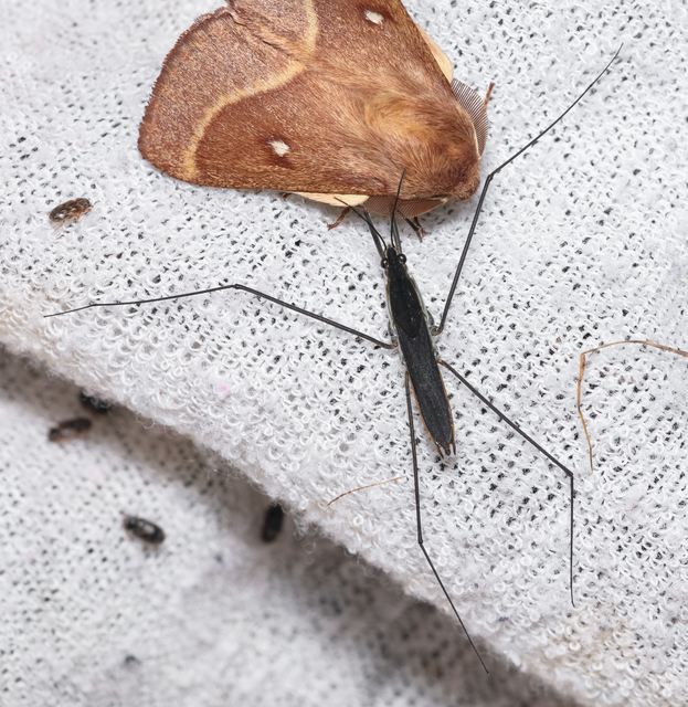 Gerridae - molnárpoloskák