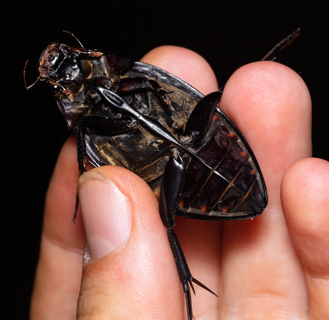 Hydrophilus piceus - közönséges óriáscsibor