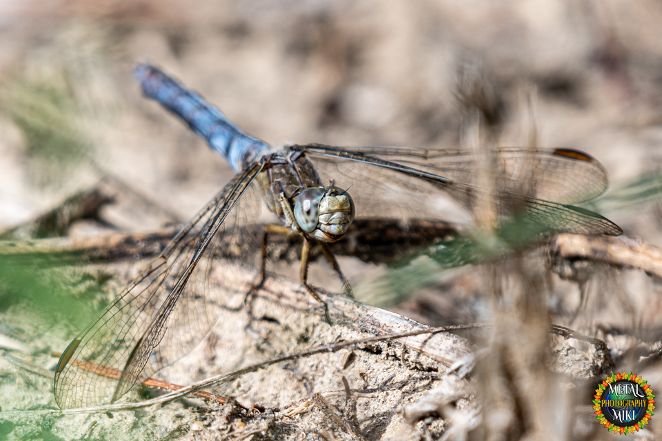 Orthetrum coerulescens - karcsú pásztorszitakötő