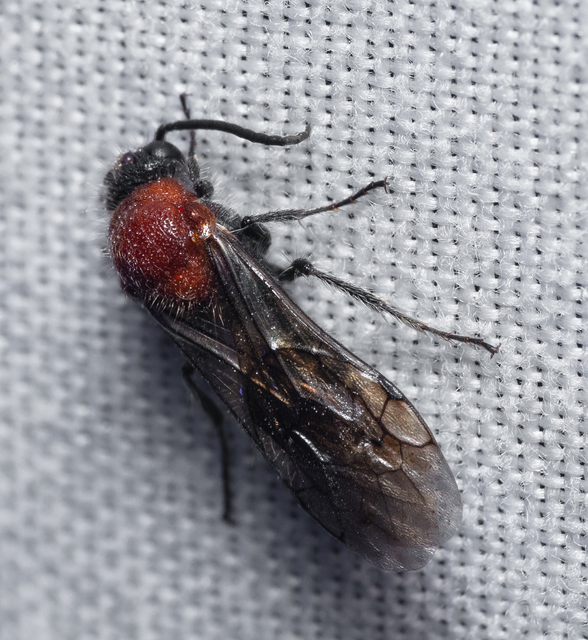 Mutillidae - hangyadarazsak