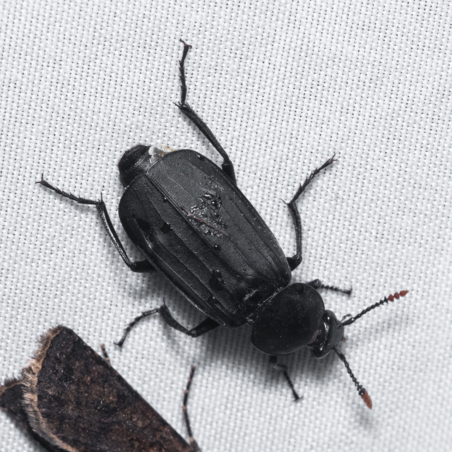 Necrodes littoralis - nagy dögbogár
