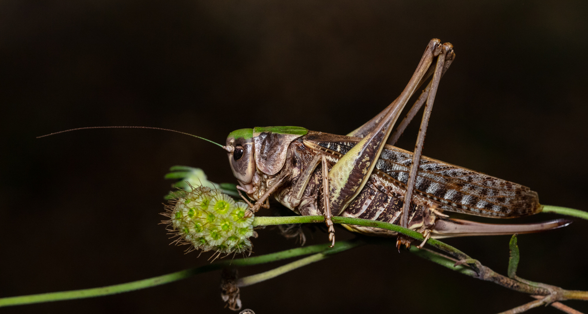 Decticus verrucivorus - szemölcsevő szöcske